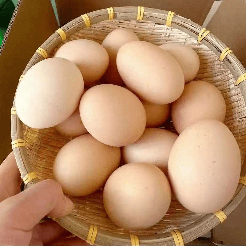 阳山土鸡蛋